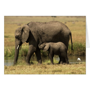 African Elephants