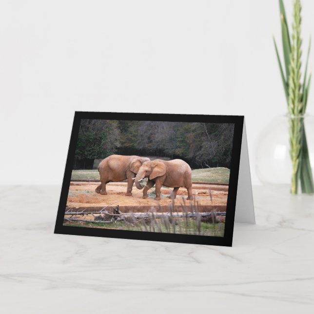 African Elephants Card (Front)