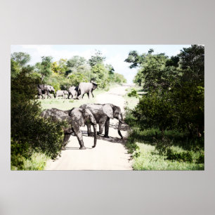 African Elephants Crossing The Road Poster
