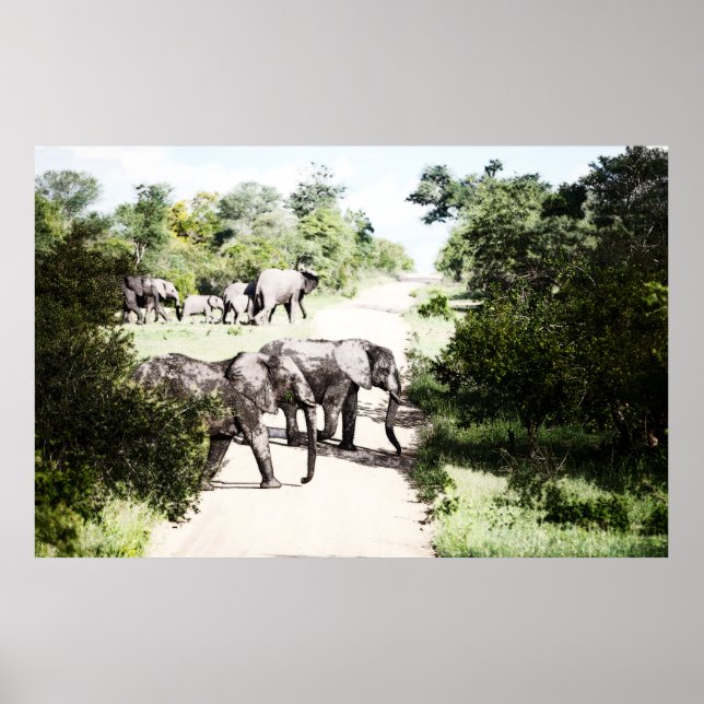 African Elephants Crossing The Road Poster (Front)