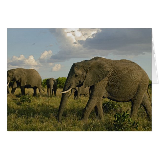 African Elephants grazing, Loxodonta africana, (Front Horizontal)
