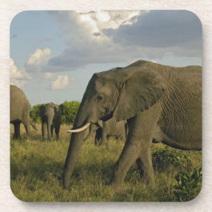 African Elephants grazing, Loxodonta africana, Coaster