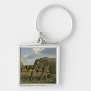 African Elephants grazing, Loxodonta africana, Key Ring