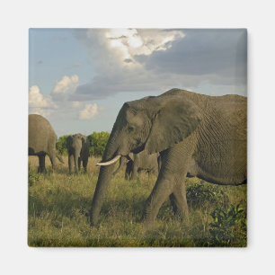 African Elephants grazing, Loxodonta africana, Magnet