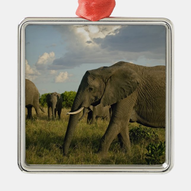 African Elephants grazing, Loxodonta africana, Metal Tree Decoration (Front)