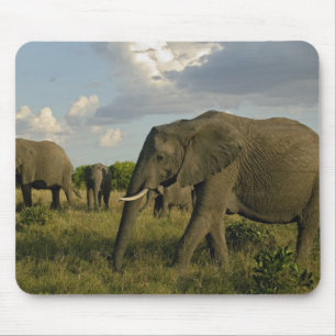 African Elephants grazing, Loxodonta africana, Mouse Pad