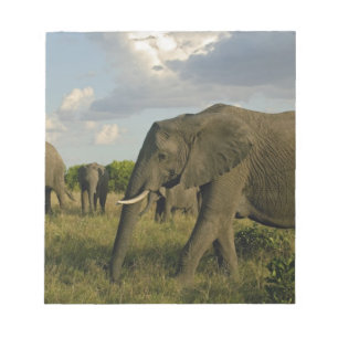 African Elephants grazing, Loxodonta africana, Notepad