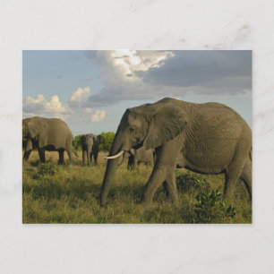 African Elephants grazing, Loxodonta africana, Postcard