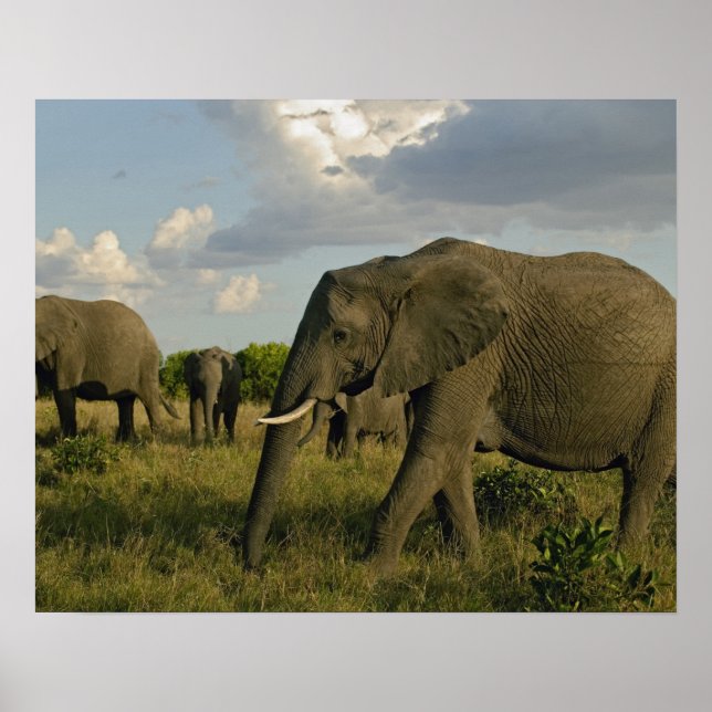 African Elephants grazing, Loxodonta africana Poster (Front)