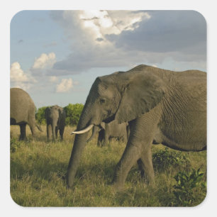 African Elephants grazing, Loxodonta africana, Square Sticker