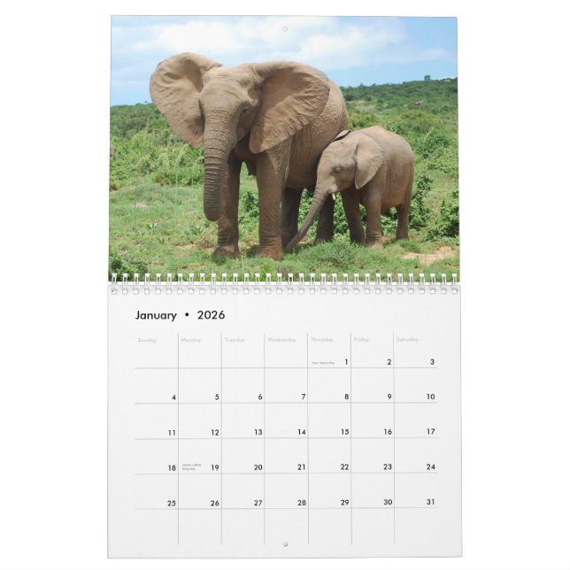 African Elephants in Addo Calendar (Jan 2026)