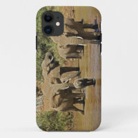 African Elephants, Loxodonta Africana, Samburu