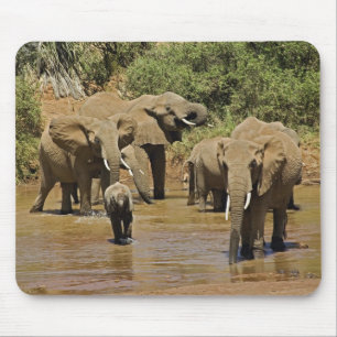 African Elephants, Loxodonta Africana, Samburu Mouse Pad