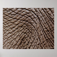 African elephant's (Loxodonta africana) skin