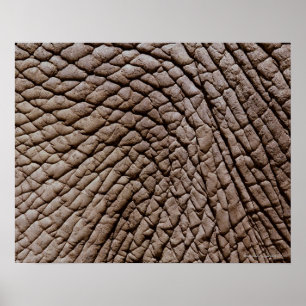 African elephant's (Loxodonta africana) skin Poster