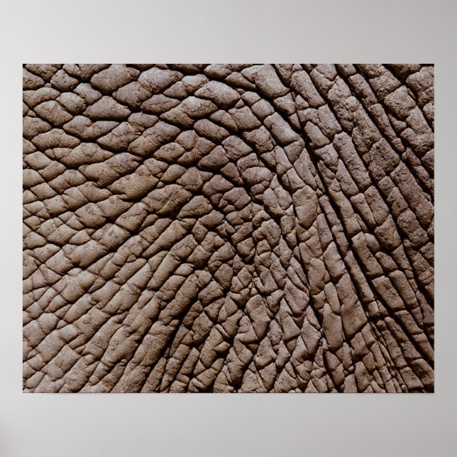 African elephant's (Loxodonta africana) skin Poster (Front)