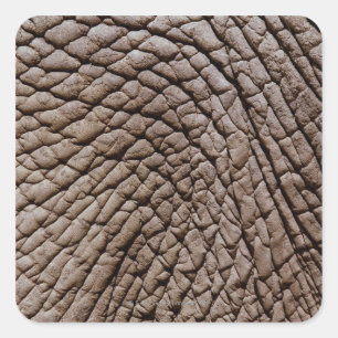 African elephant's (Loxodonta africana) skin Square Sticker