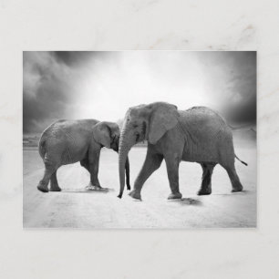 African Elephants Postcard
