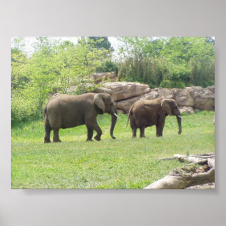 AFRICAN ELEPHANTS POSTER