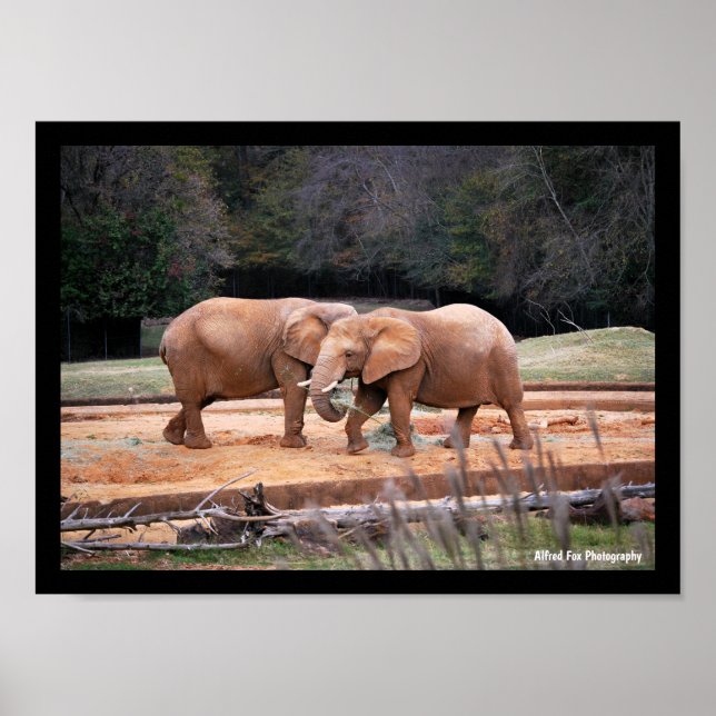 African Elephants Poster (Front)