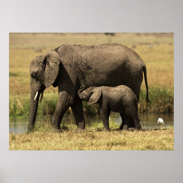 African Elephants Poster (Front)