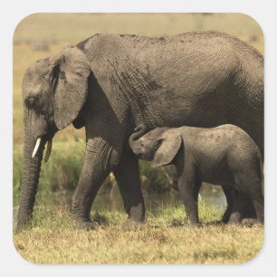 African Elephants Square Sticker