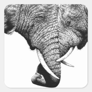 African Elephants Sticker