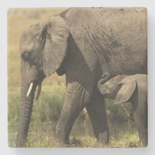 African Elephants Stone Coaster