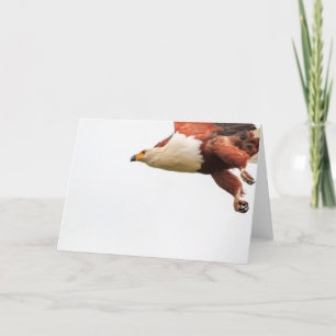 African Fish Eagle in flight Holiday Card