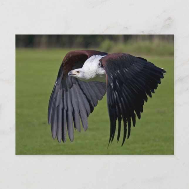 African Fish Eagle in Flight Postcard (Front)