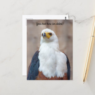 African Fish Eagle Postcard