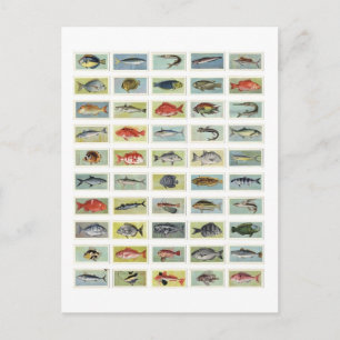 African Fish Postcard