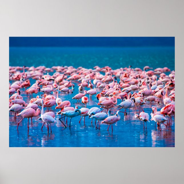 African flamingos. Group of flamingos stand in the Poster (Front)