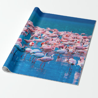 African flamingos. Group of flamingos stand in the Wrapping Paper
