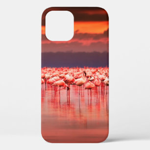 African flamingos in the lake over beautiful sunse iPhone 12 case