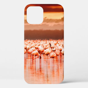 African flamingos in the lake over beautiful sunse iPhone 12 case