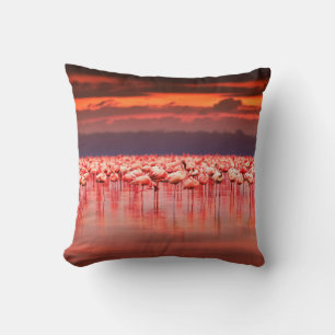 African flamingos in the lake over beautiful sunse cushion