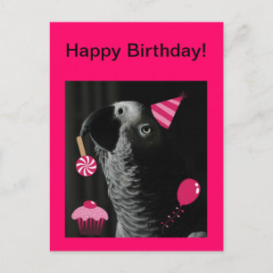 African Gray Parrot Happy Birthday Postcard
