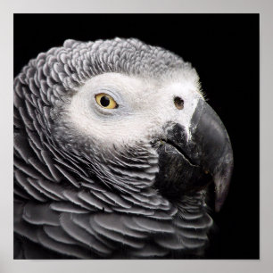 African Gray Parrot Poster