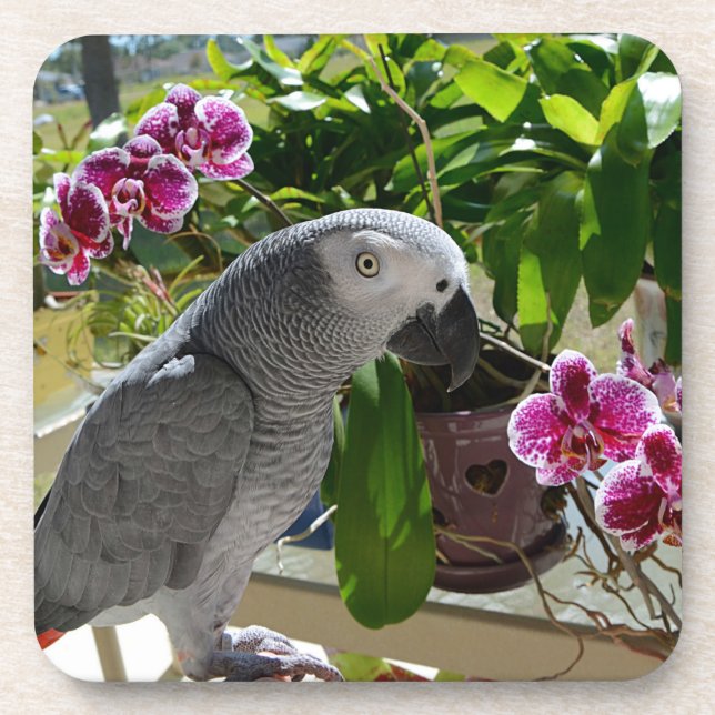 African Gray Parrot with Orchids Coaster (Front)