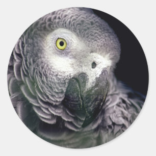 African grey classic round sticker