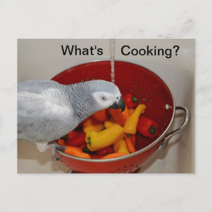 African Grey Cooking Kitchen Helper Postcard