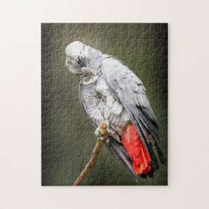 African Grey Jigsaw Puzzle