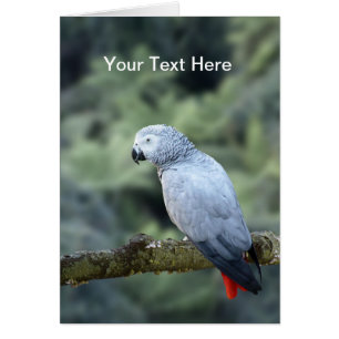 African Grey Parrot