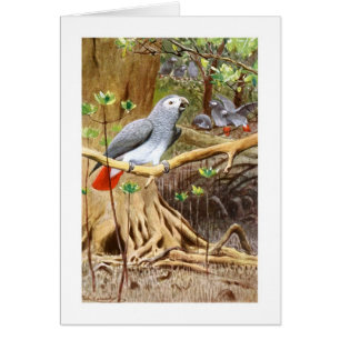 African Grey Parrot