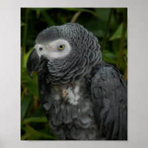 African Grey Parrot - Bird Photography