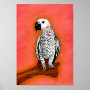 African Grey Parrot Bird Portrait Poster