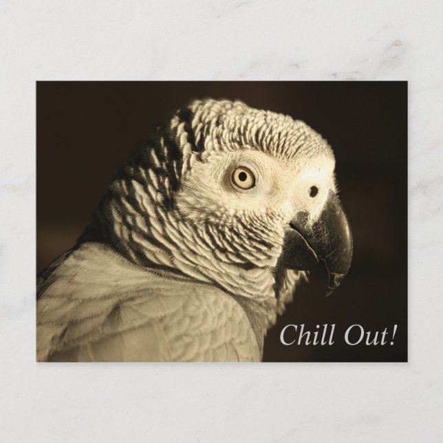 African Grey Parrot "Chill Out!" Postcard (Front)