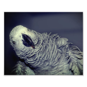 African Grey Parrot Cute Bird 8x10 Photo Print