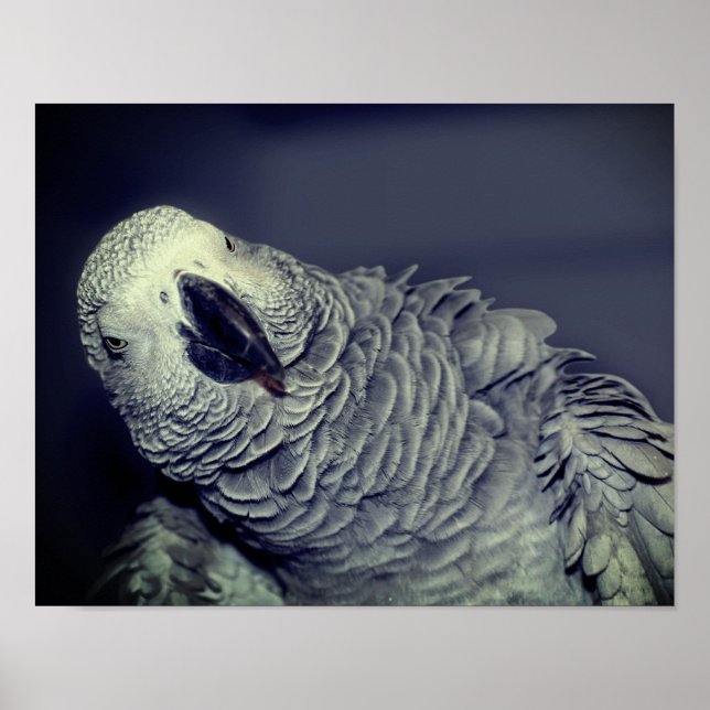African Grey Parrot Cute Bird  Poster (Front)